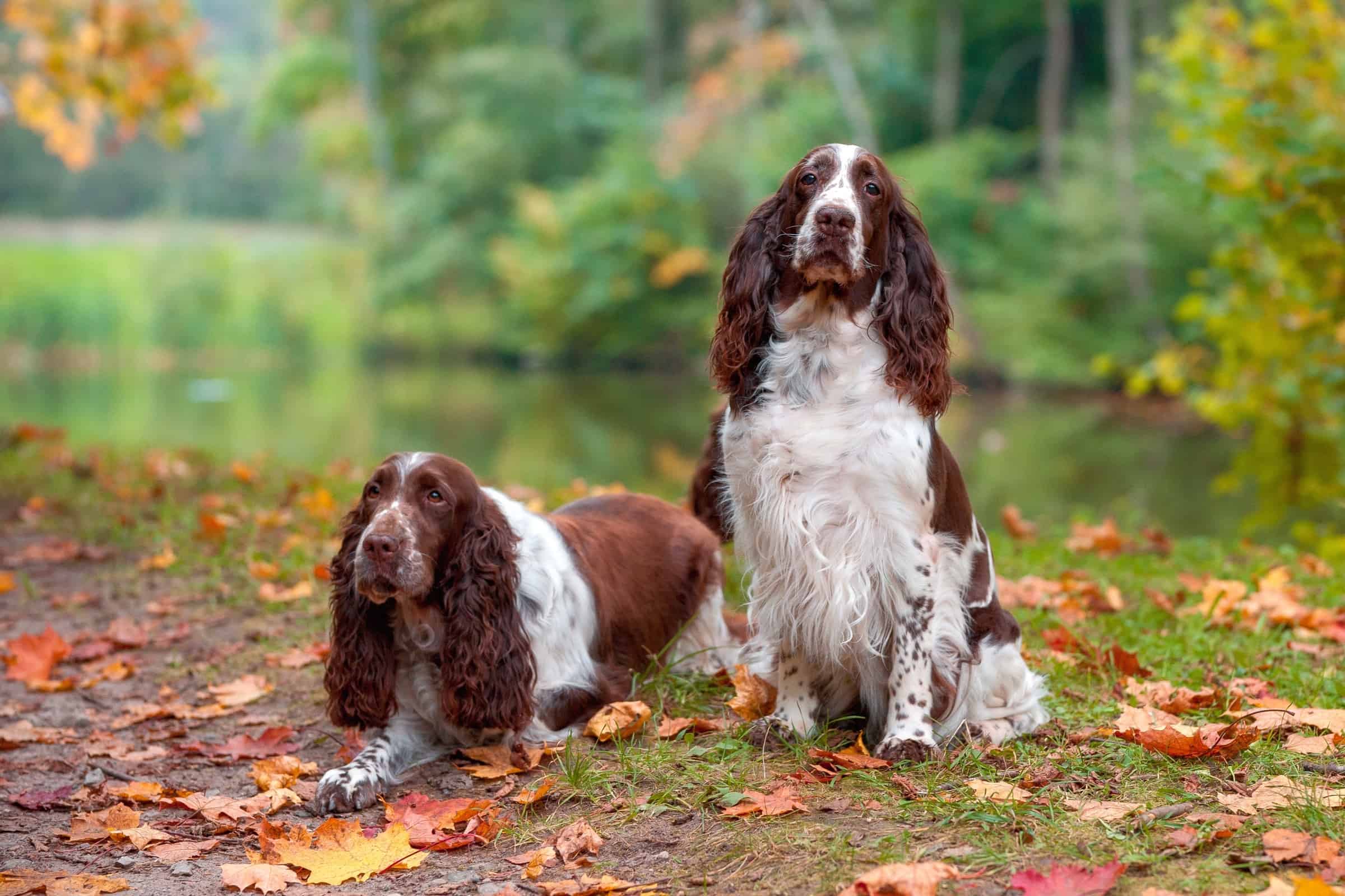 Brown Springer Spaniel Border Collie Mix