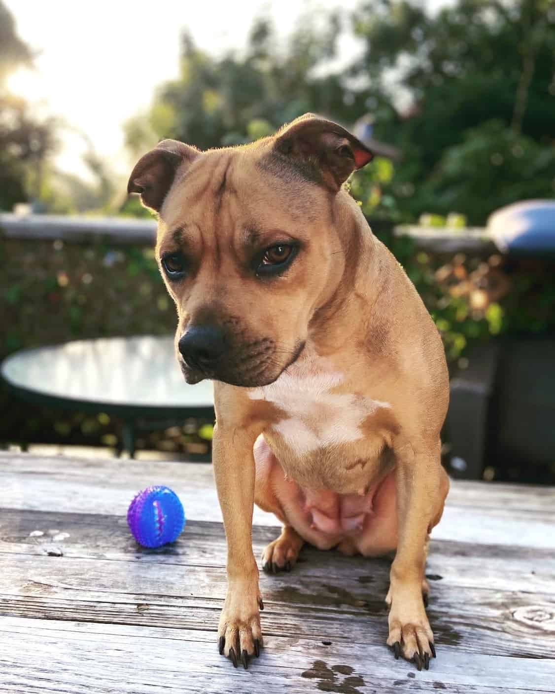 Jeep Pitbull Bloodline Information, History, Pictures & Facts