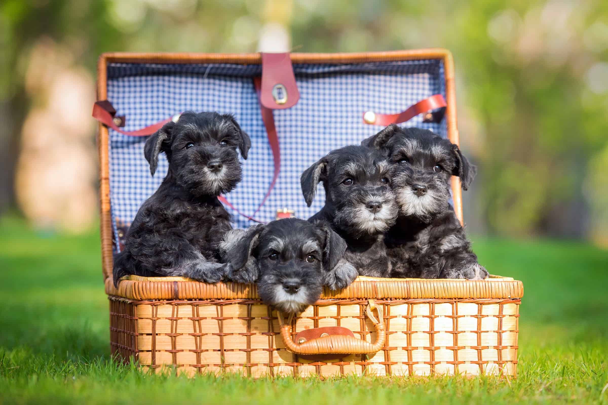 Miniature schnauzer breeders near me