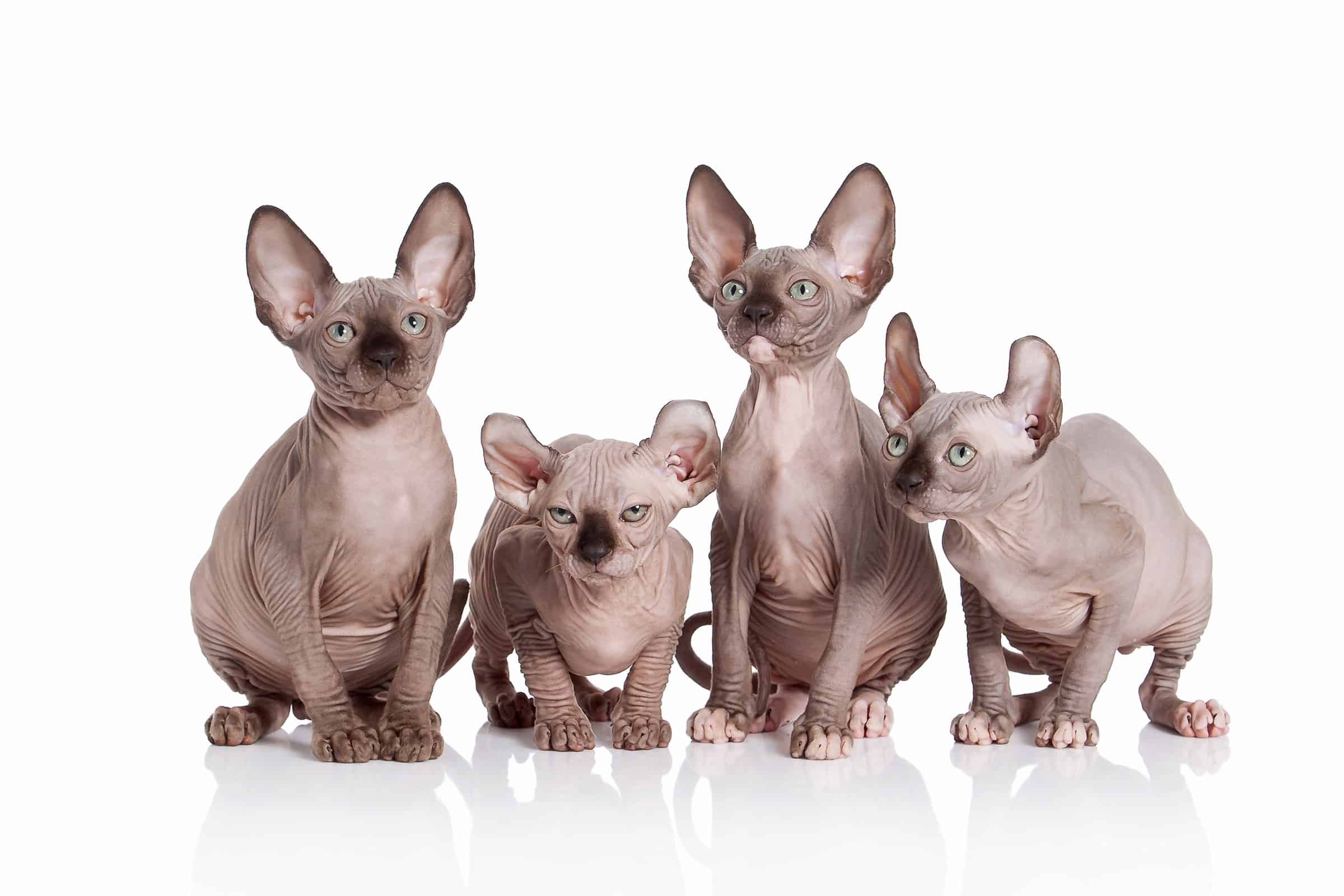 Elf Cat | Breed Information, Pictures, Characteristics & Care
