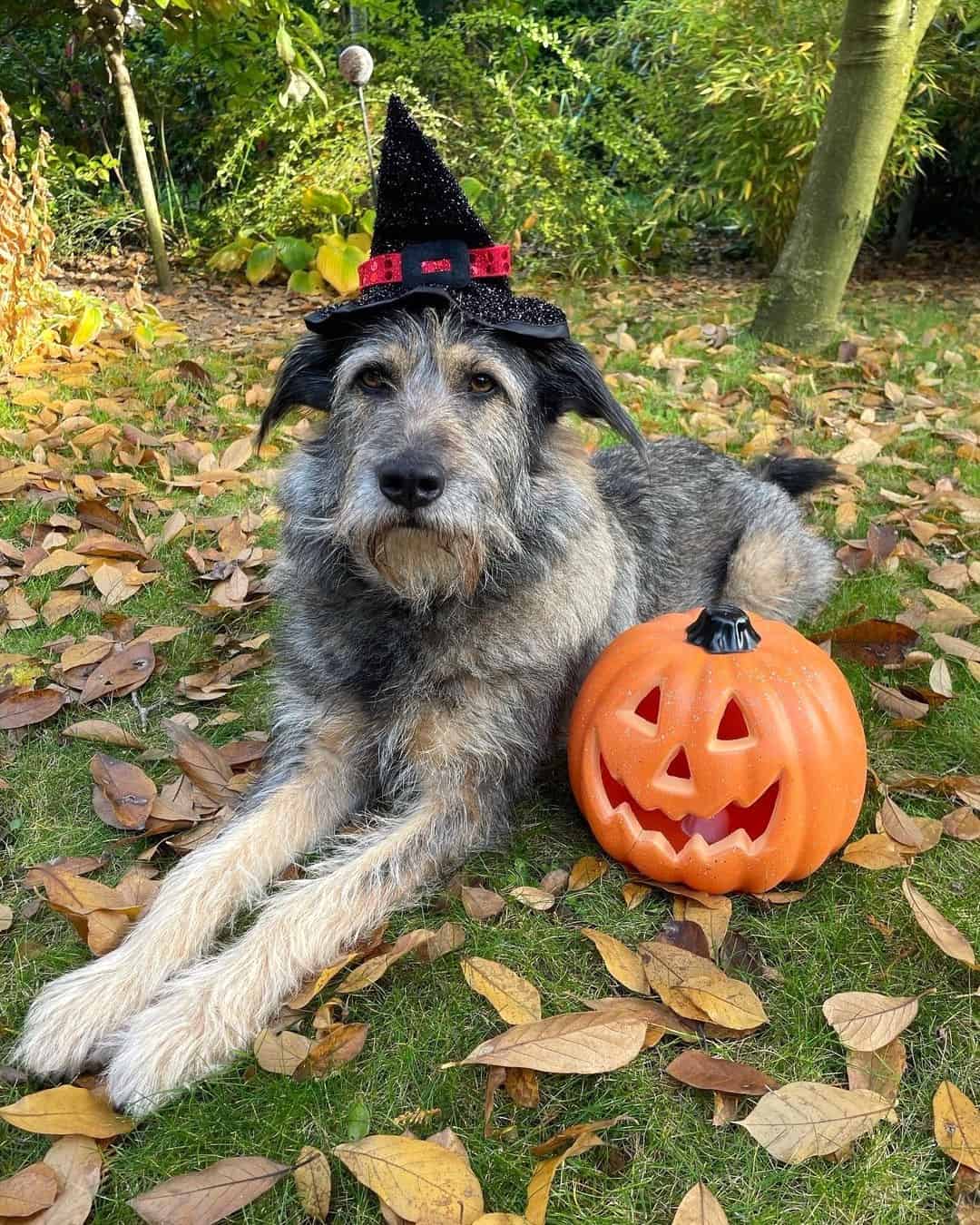 Schnauzer Mixes 31 Beautiful Bearded Hybrids