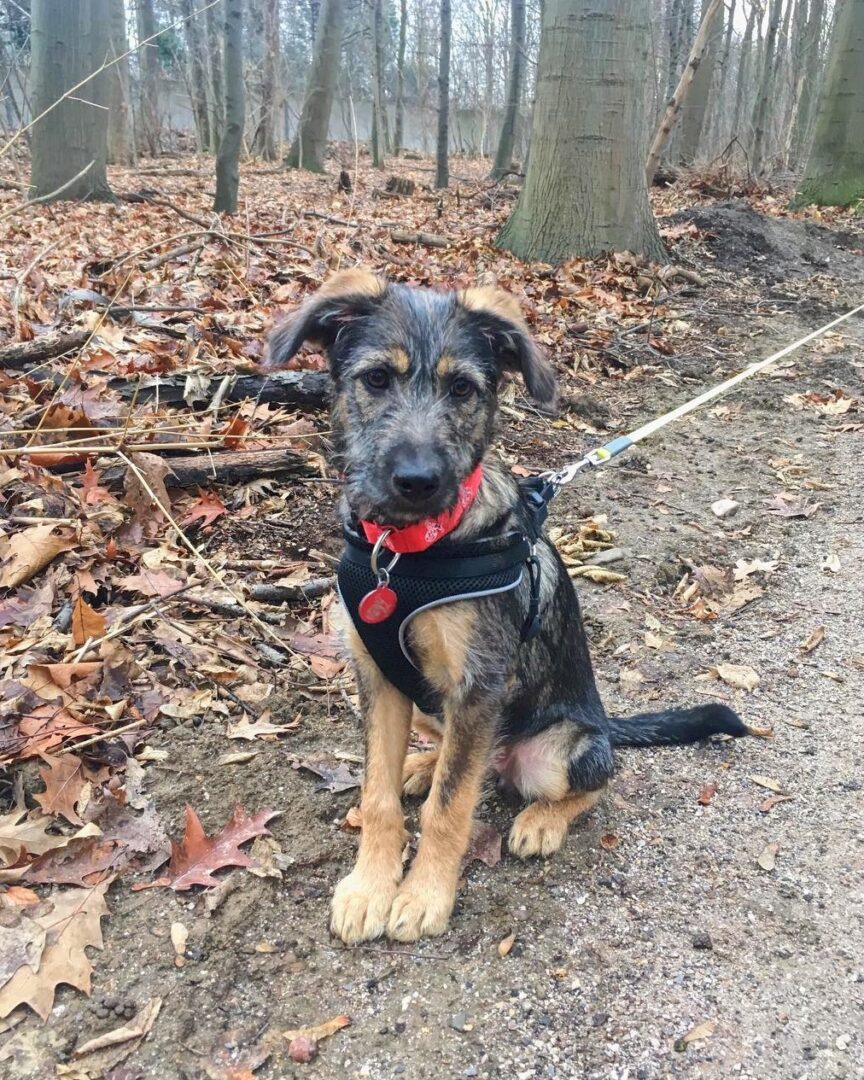 German Schnauzer (Schnauzer & German Shepherd Mix)