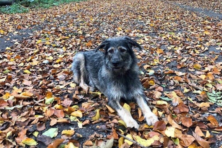 German Schnauzer (Schnauzer & German Shepherd Mix)