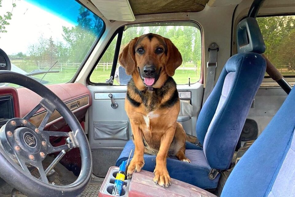 German Shepherd Basset Hound Mix Info, Pictures & Facts