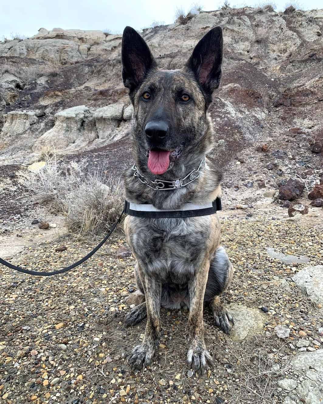 Dutch Shepherd Mixes 8 Different Crossbreeds You'll Love