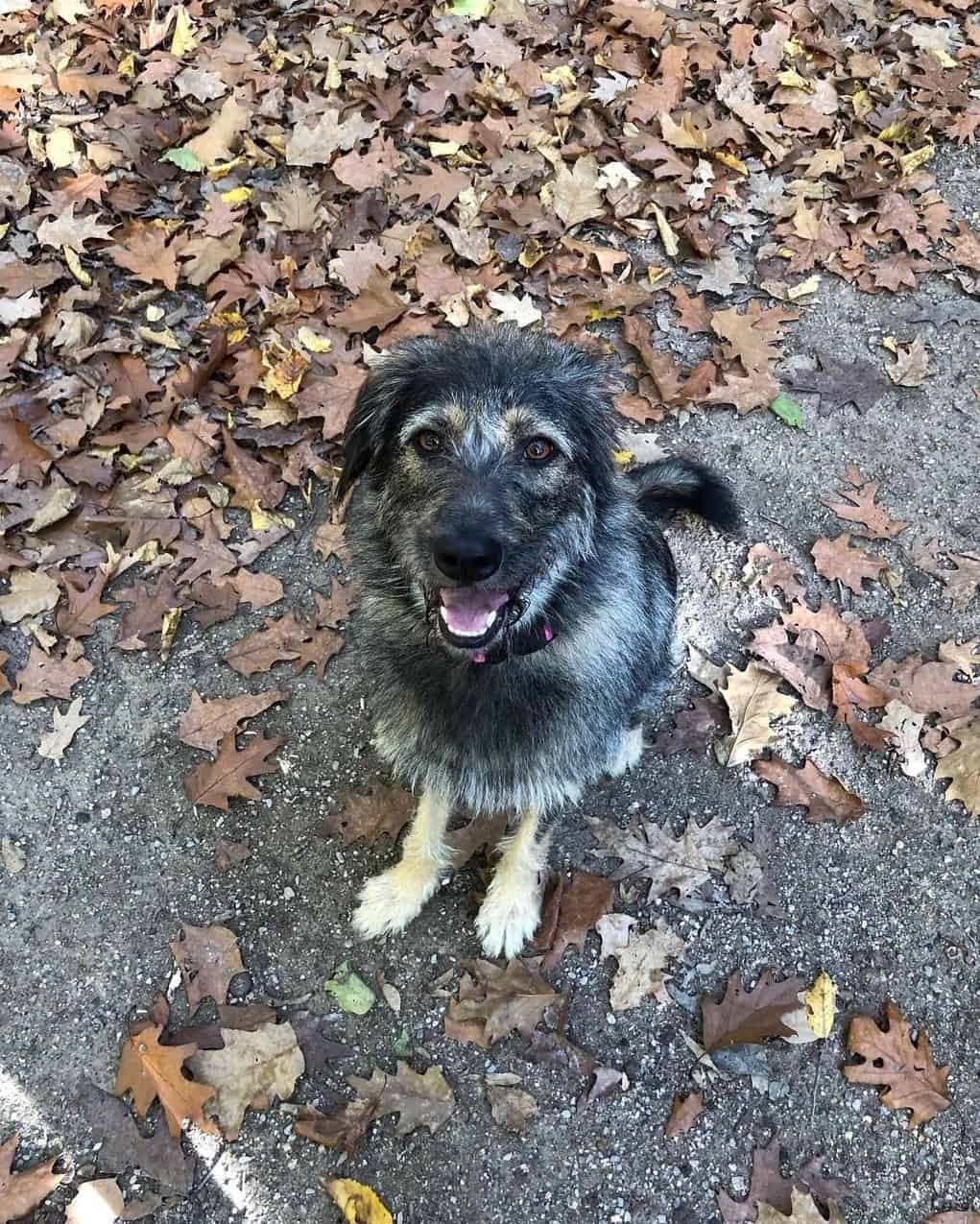 German Schnauzer (Schnauzer & German Shepherd Mix) Info, Pictures & Facts