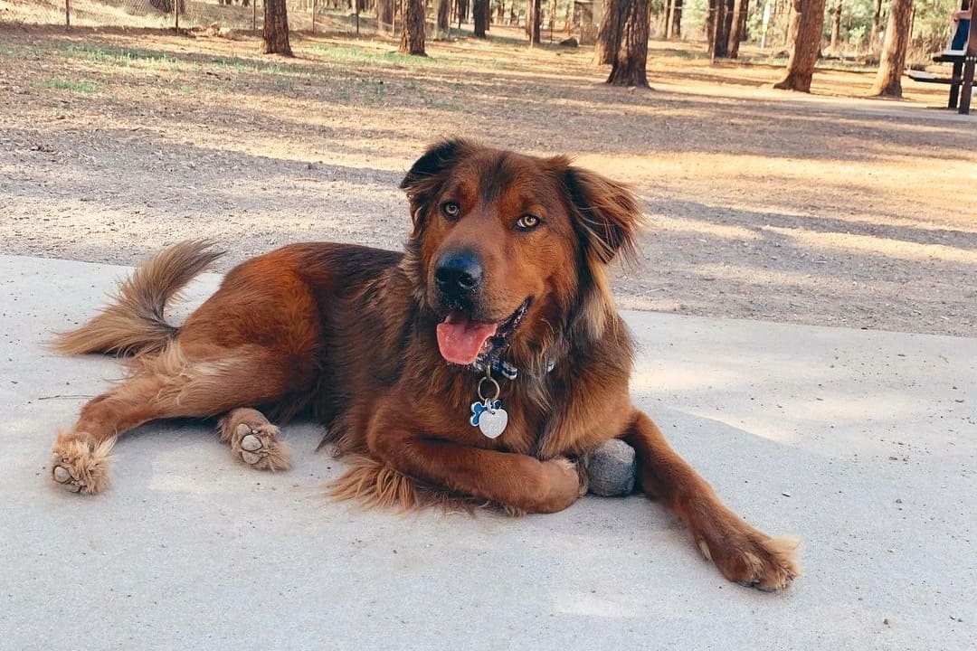 German Shepherd Shar Pei Mix or Shepherd Pei