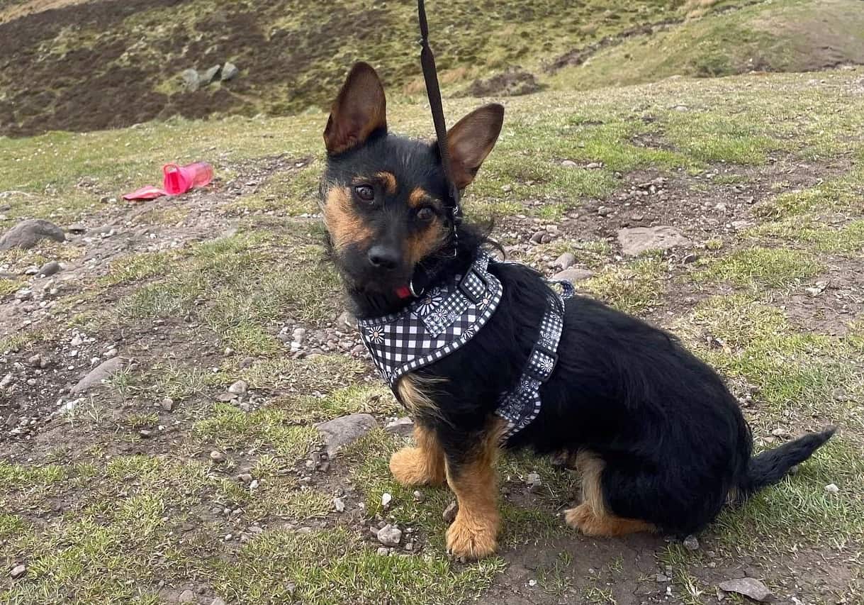German Shepherd Yorkie Mix Info, Pictures, Traits & Facts