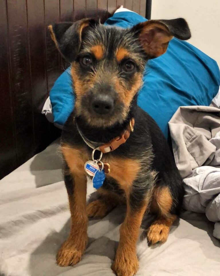 German Shepherd Yorkie Mix Info, Pictures, Traits & Facts