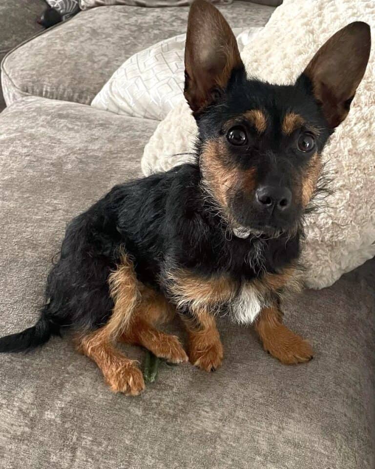 German Shepherd Yorkie Mix Info, Pictures, Traits & Facts
