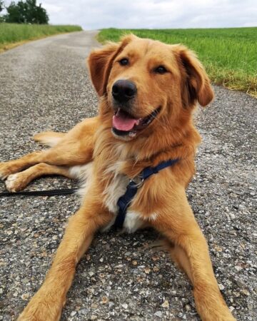 40 Bernese Mountain Dog Mixes You'll Love!