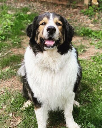 40 Bernese Mountain Dog Mixes You'll Love!