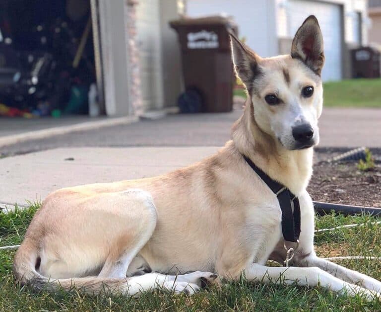 Greyhound Mixes 21 Unique Crossbreeds (With Pictures)