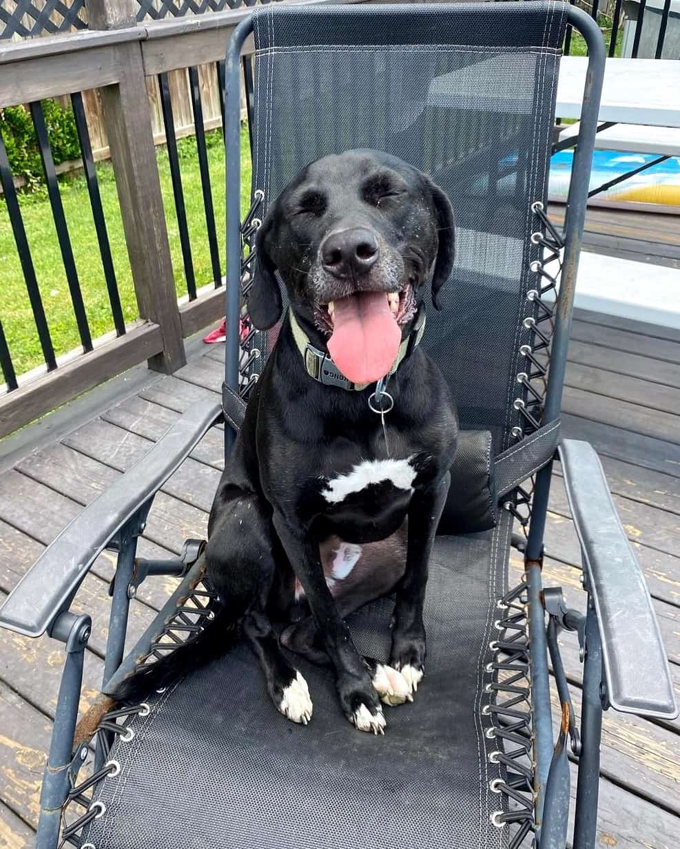 Greyhound Mixes 21 Unique Crossbreeds (With Pictures)