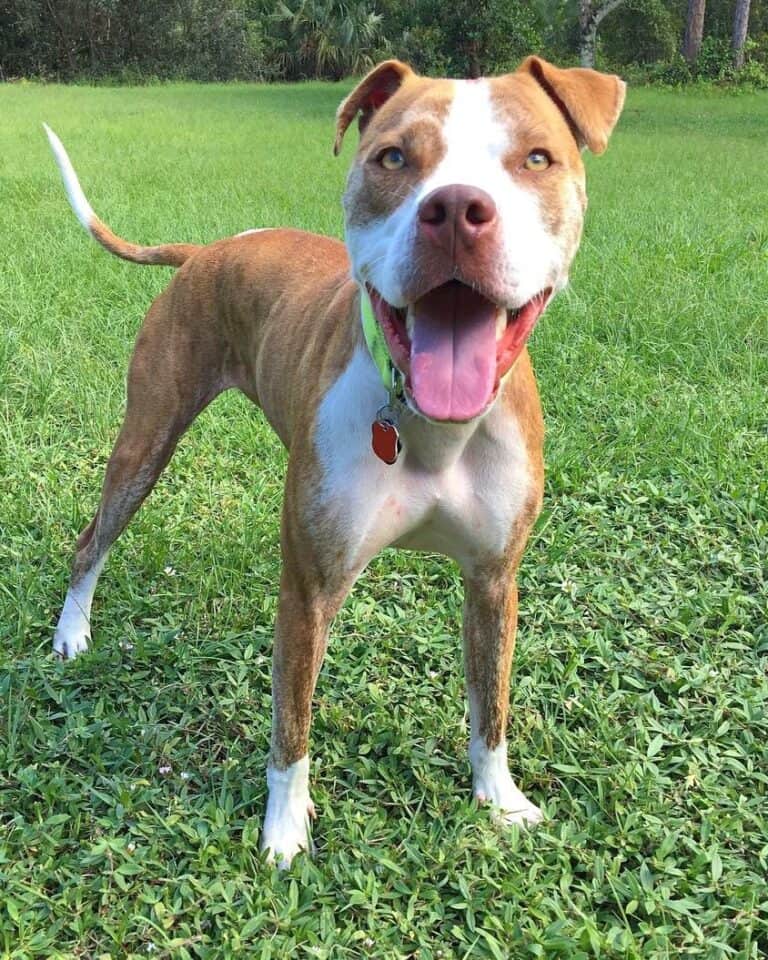 Greyhound Mixes 21 Unique Crossbreeds (With Pictures)