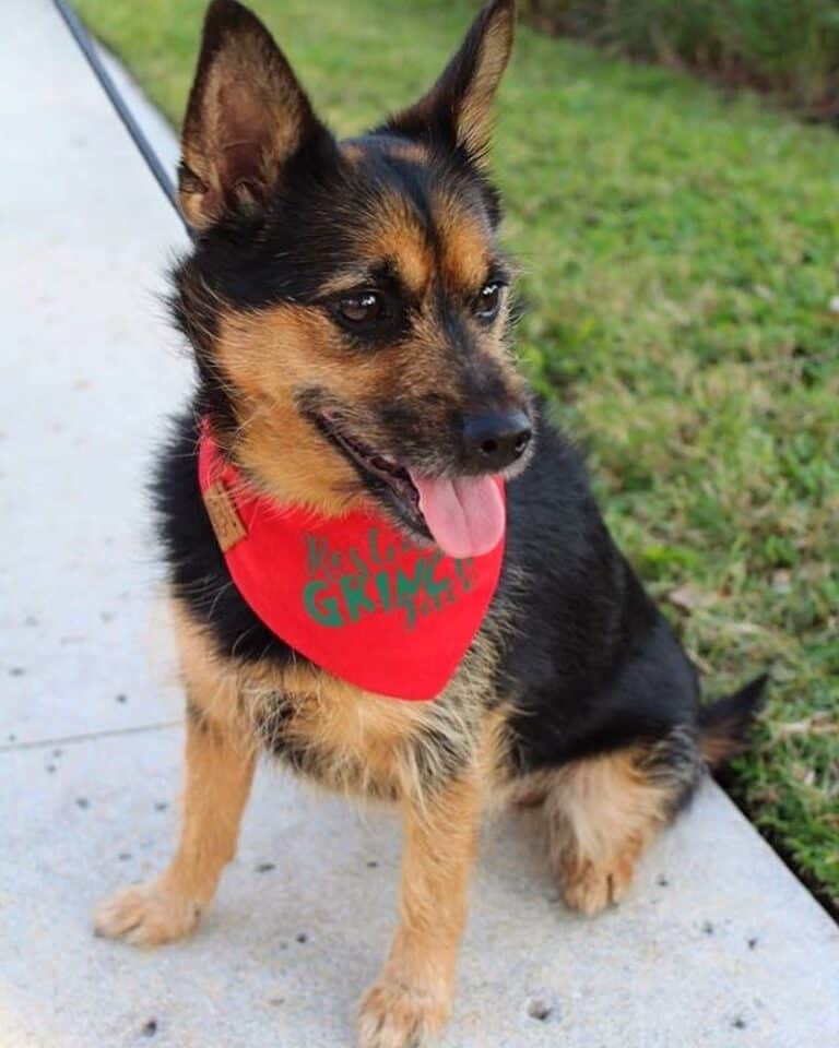 German Shepherd Yorkie Mix Info, Pictures, Traits & Facts