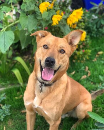 German Shepherd Rhodesian Ridgeback Rhodesian Ridgeback German Shepherd Mix: Info, Pictures, Facts & FAQs