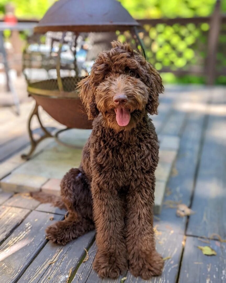 The Chocolate Goldendoodle Everything You Need to Know
