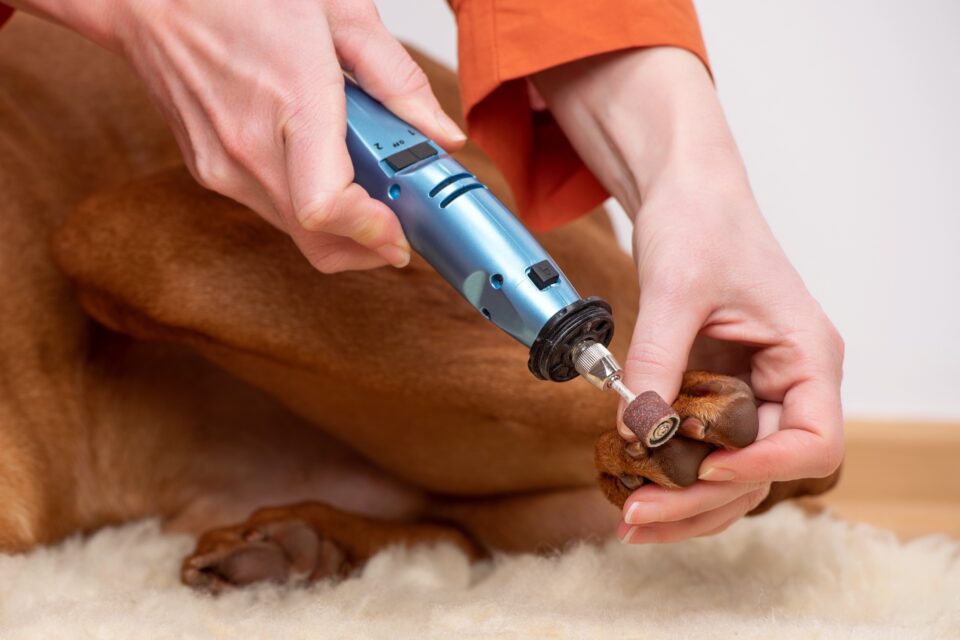 How to Dremel Your Dog's Nails at Home (StepbyStep Guide)