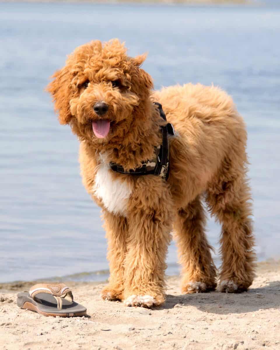 Irish Doodle Poodle Irish Setter Mix