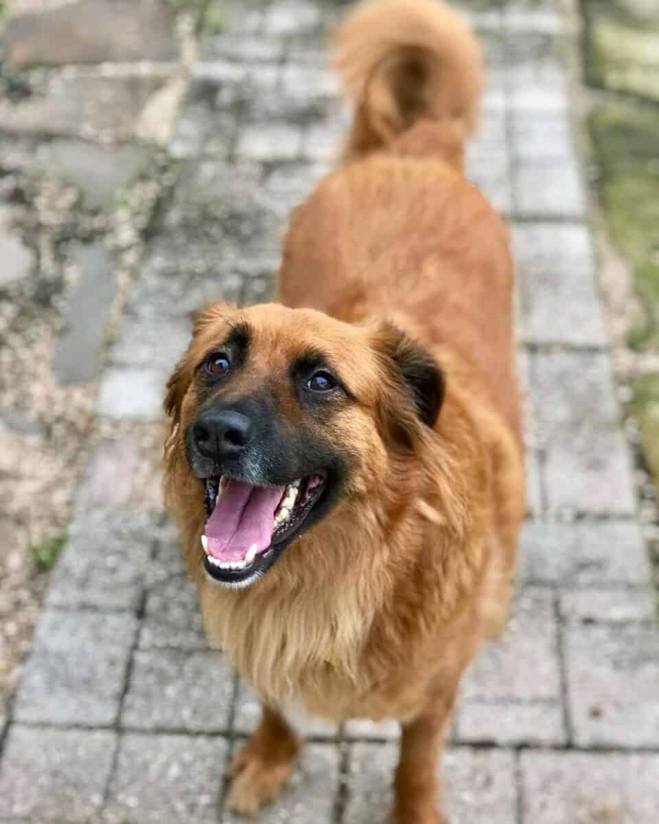 Irish Shepherd German Shepherd Irish Setter Mix
