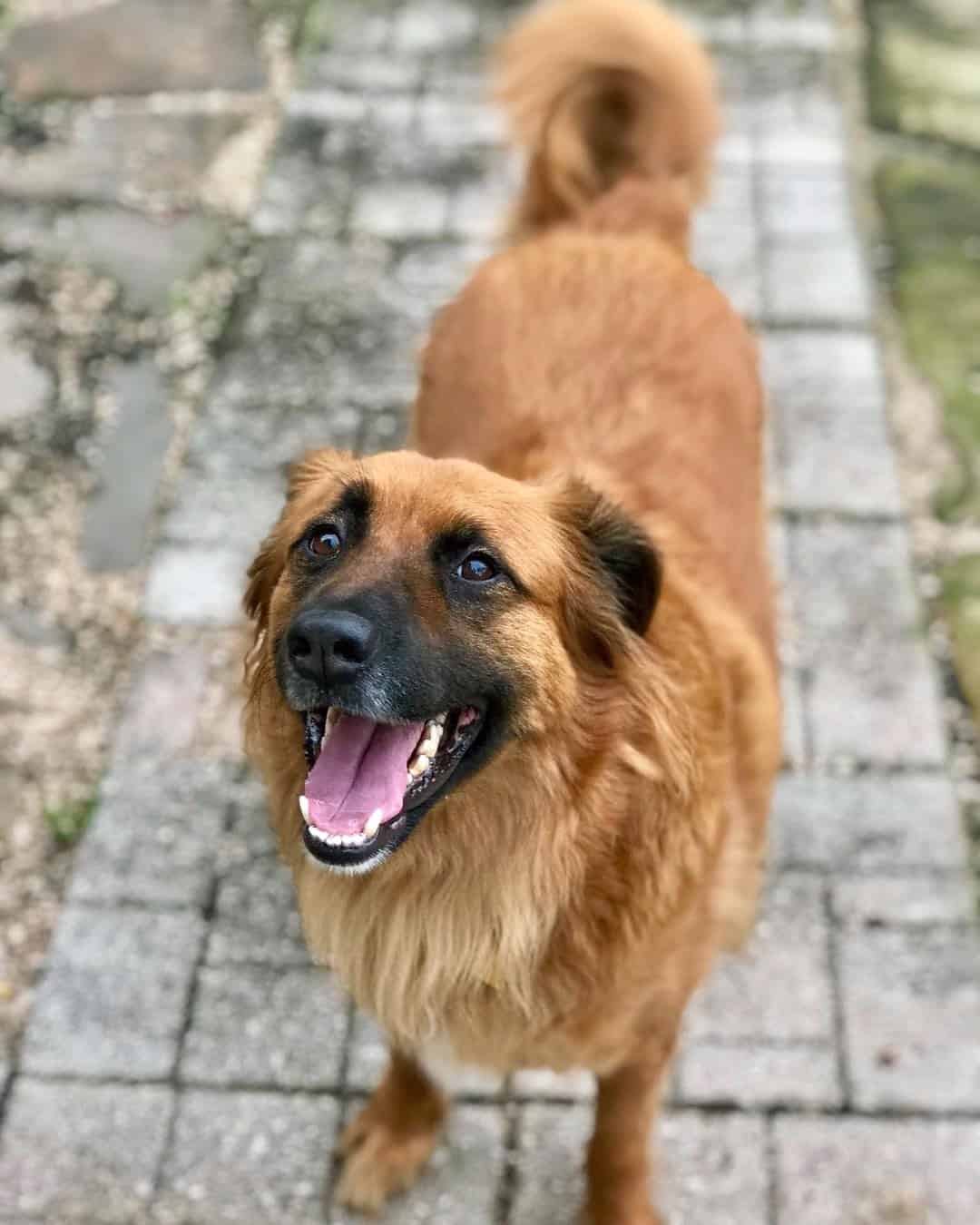 Irish Setter Mixes 9 Unique Crossbreeds to Brighten Your Day!