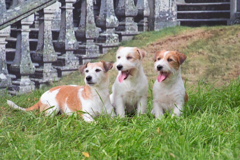 How Much Does a Jack Russell Terrier Cost? (2024 Price Guide)