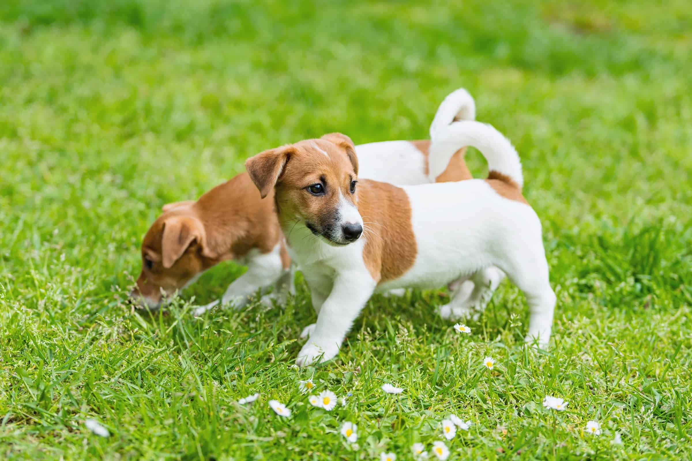 How Much Does a Jack Russell Terrier Cost? (2023 Price Guide)