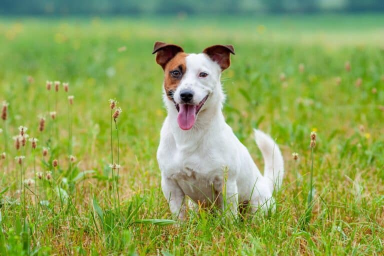 How Much Does a Jack Russell Terrier Cost? (2024 Price Guide)