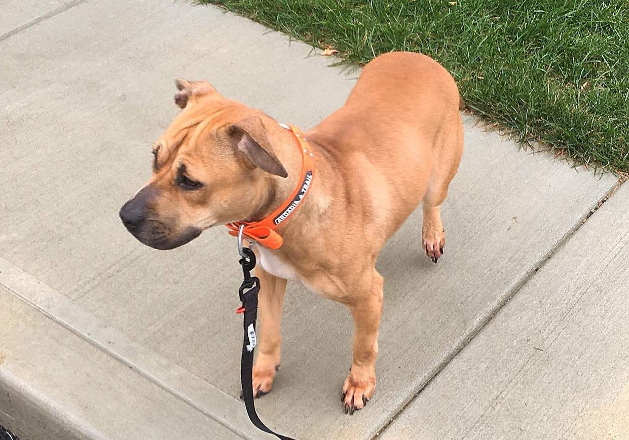 Jeep Pitbull Bloodline Information, History, Pictures & Facts