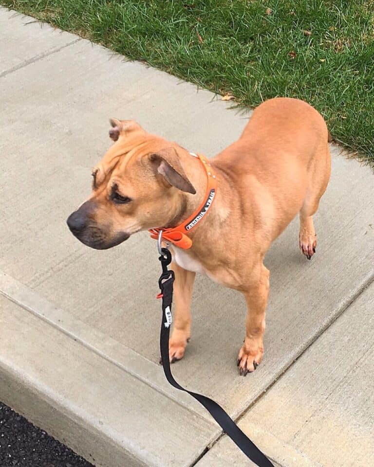 jeep-pitbull-bloodline-information-history-pictures-facts