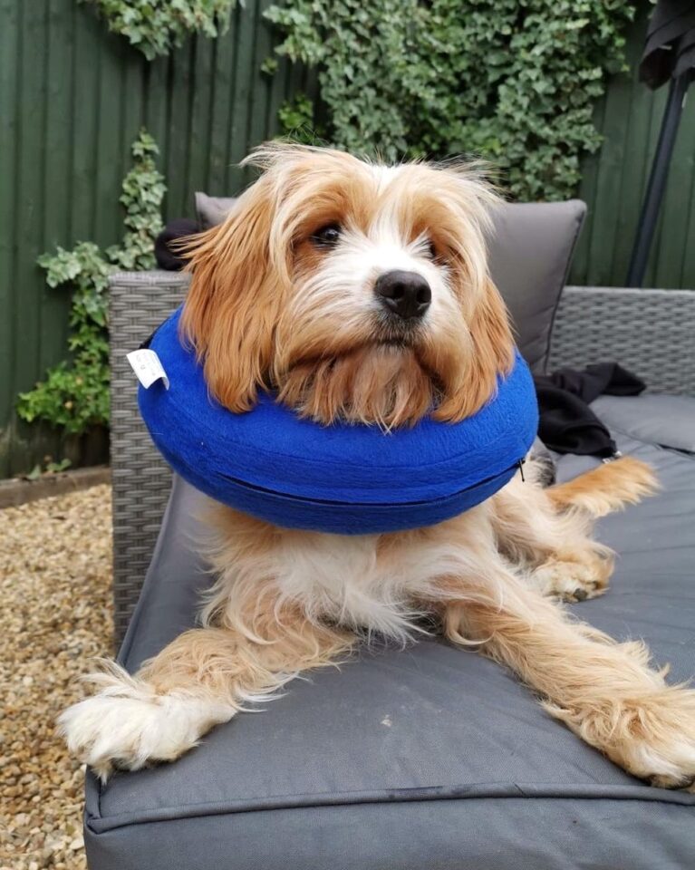 Cocker Spaniel Mixes 38 Beautiful Crossbreeds (With Pictures)