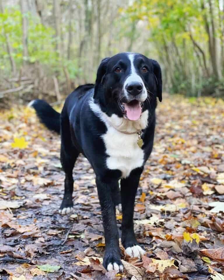 40 Bernese Mountain Dog Mixes You'll Love!