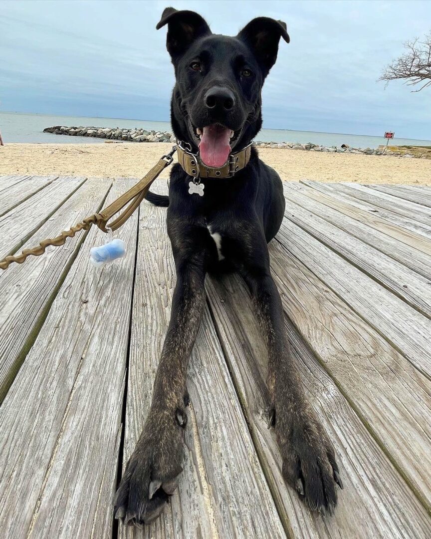 Dutch Shepherd Mixes 8 Different Crossbreeds You'll Love