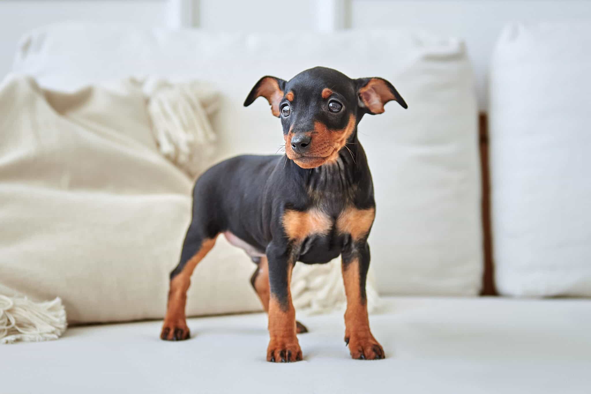 10 Best Miniature Pinscher Breeders (2024) Our Top 10 Picks!