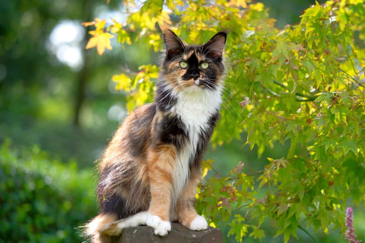 Long haired calico Maine Coon cat