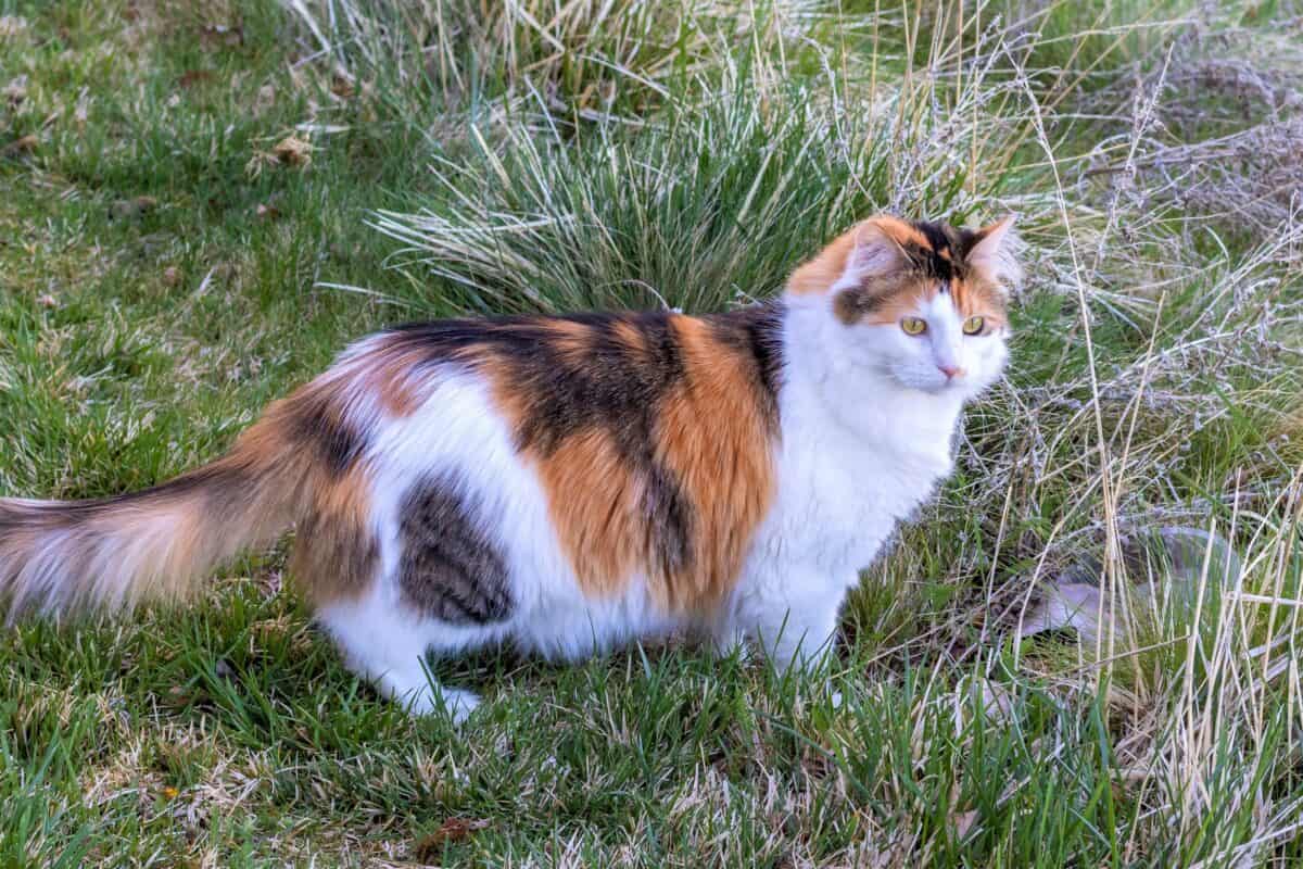 Long haired calico Norwegian Forest cat
