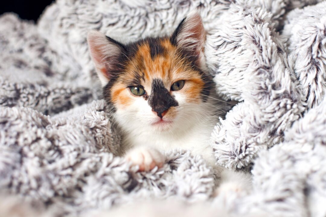 LongHaired Calico Cat Can Calico Cats Have Long Hair?