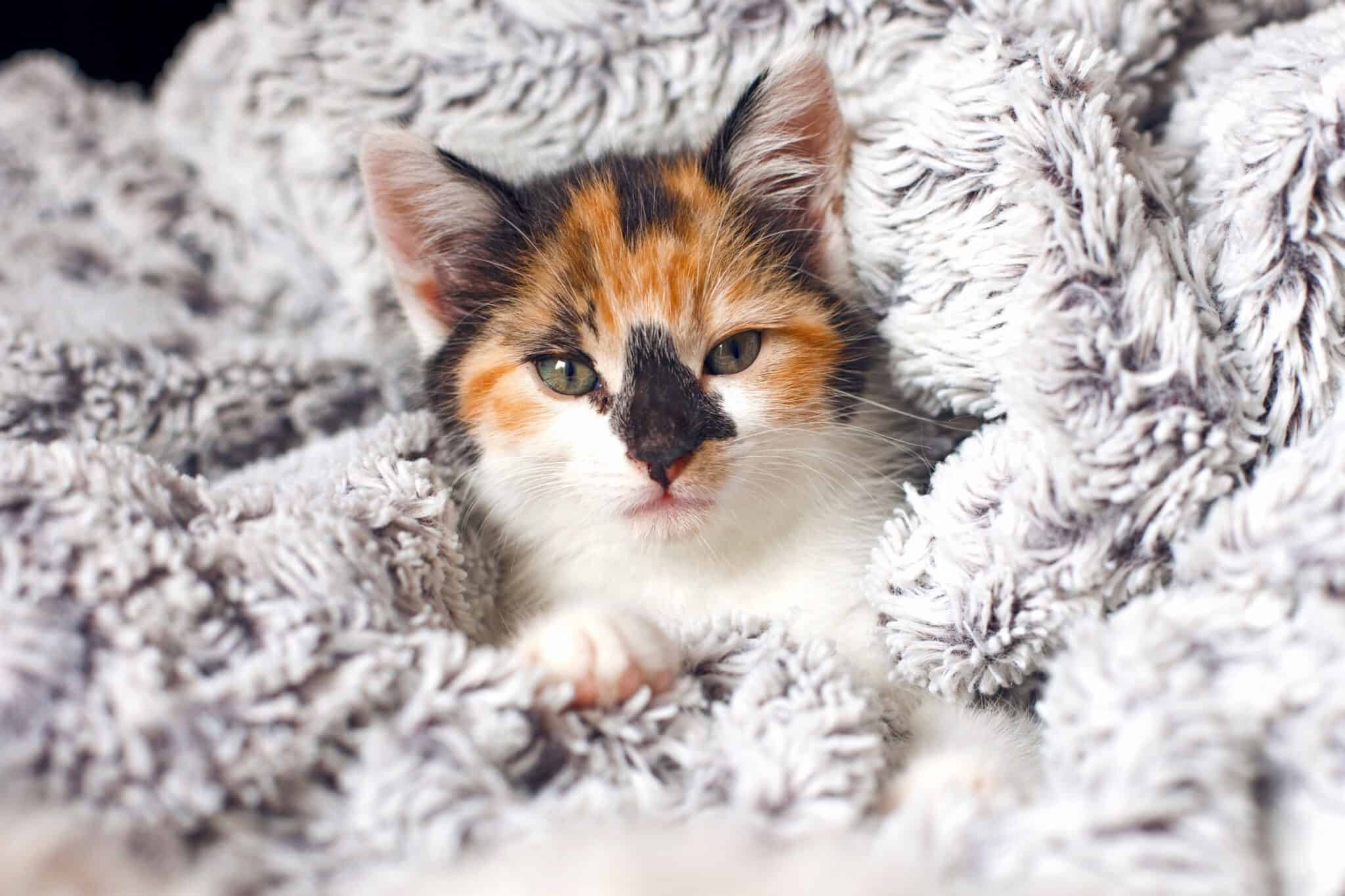 LongHaired Calico Cat Can Calico Cats Have Long Hair?