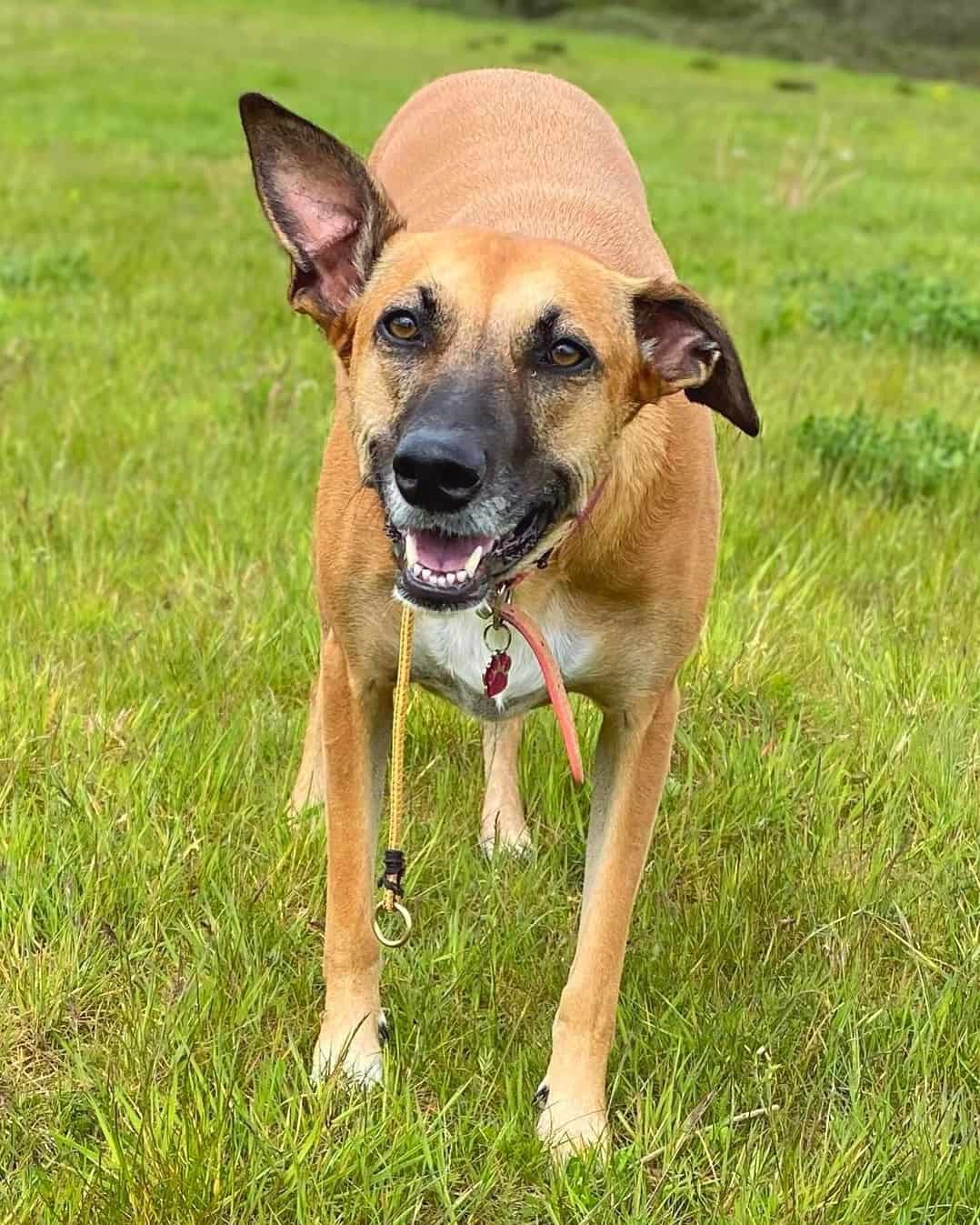 Greyhound Mixes 21 Unique Crossbreeds (With Pictures)
