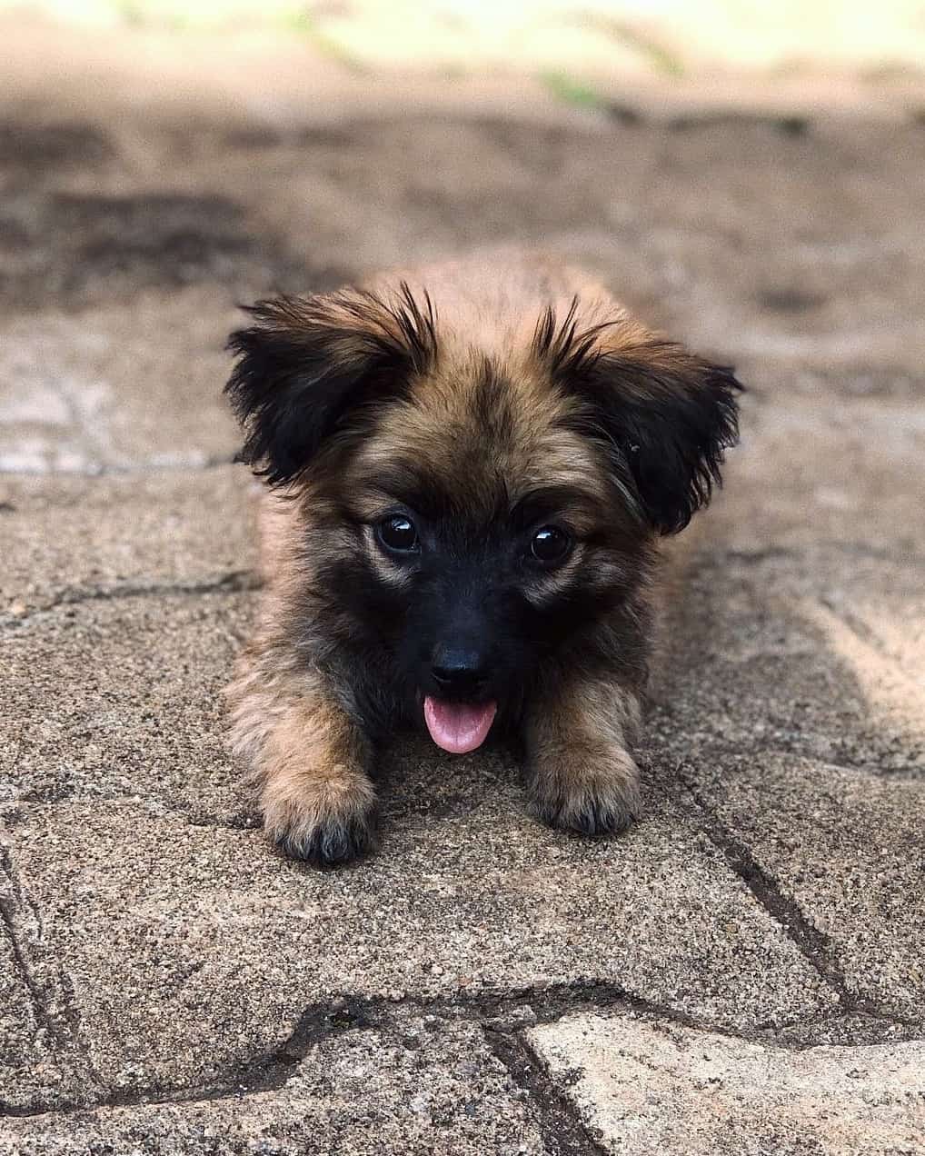 Maltese German Shepherd Mix Info, Pictures, Traits & Facts