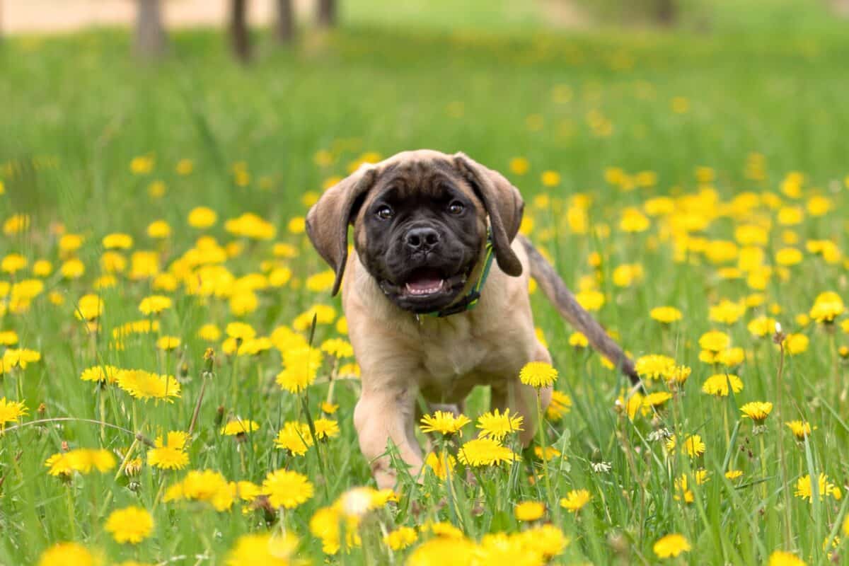 Mastiff puppy for sale and adoption