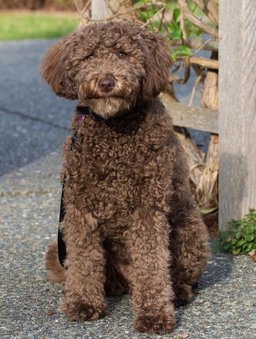The Chocolate Goldendoodle Everything You Need to Know