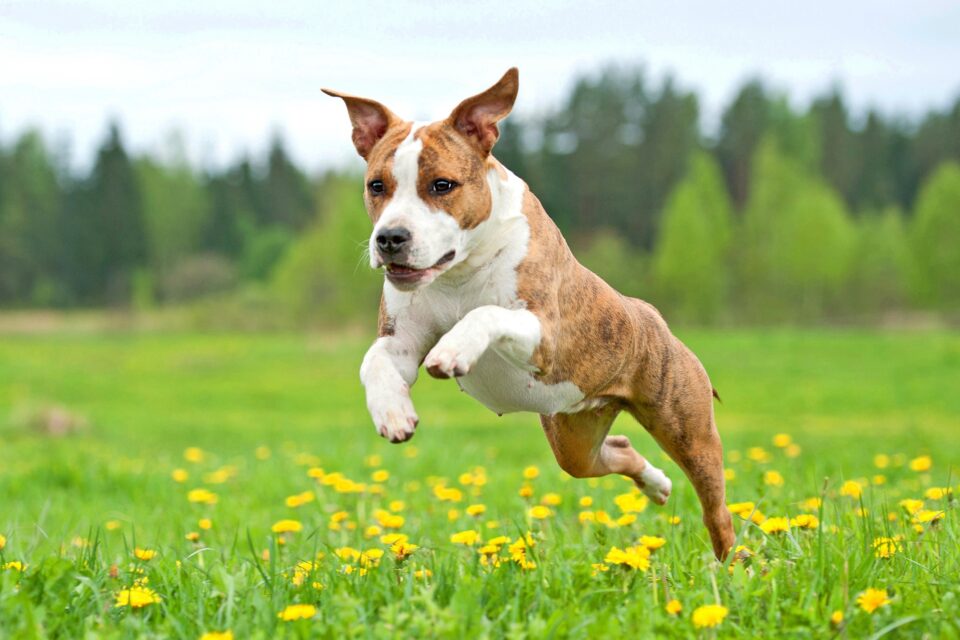 My Dog Jumped After Being Spayed! (Should You Worry?)