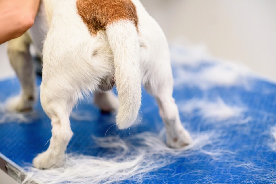 Why Is My Dog's Tail Down? What Does It Mean & What to Do