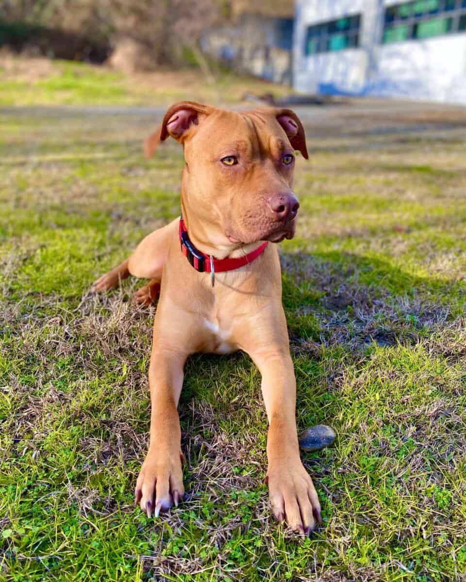 Old Family Red Nose Pitbull bloodline