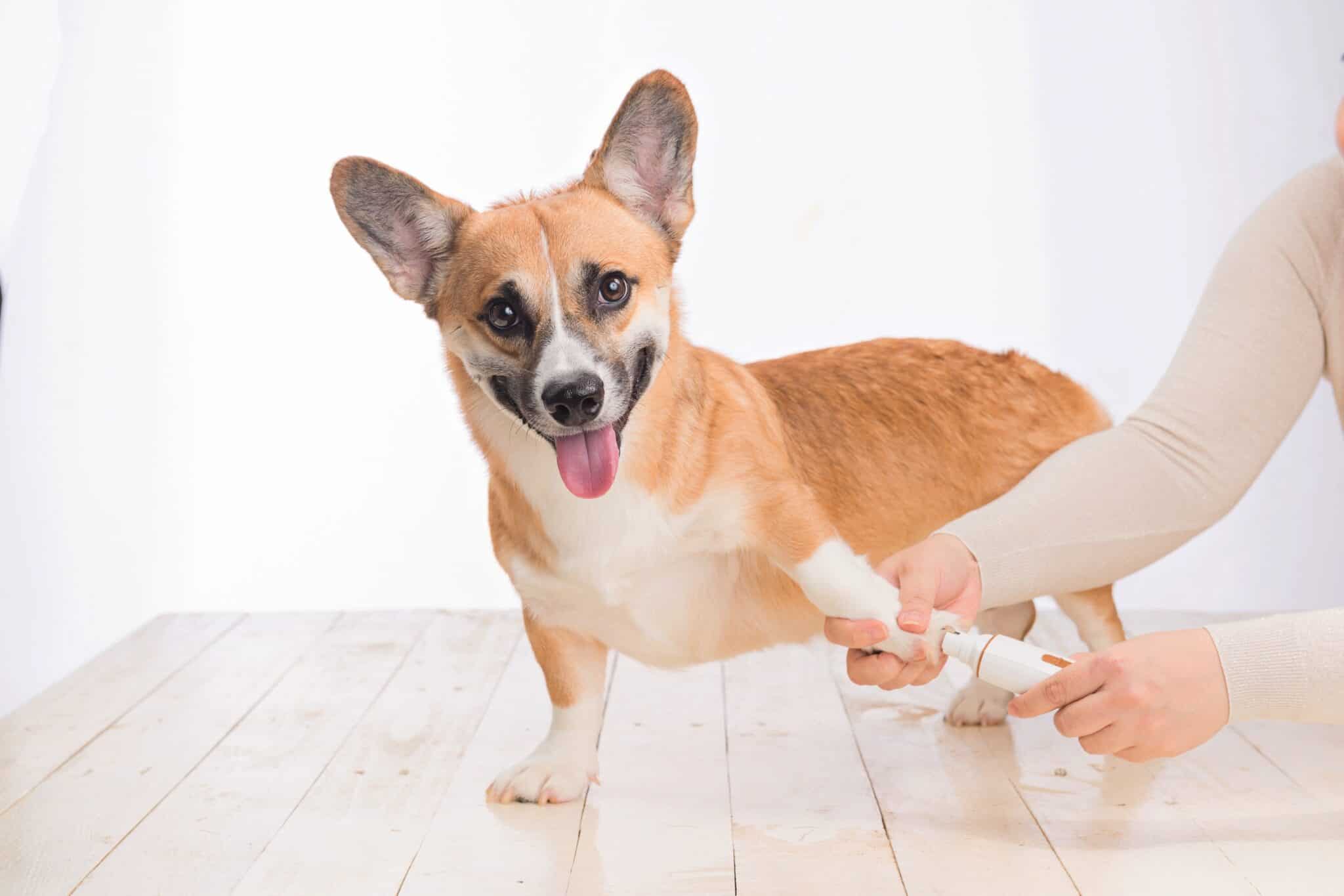 How to Dremel Your Dog's Nails at Home (StepbyStep Guide)