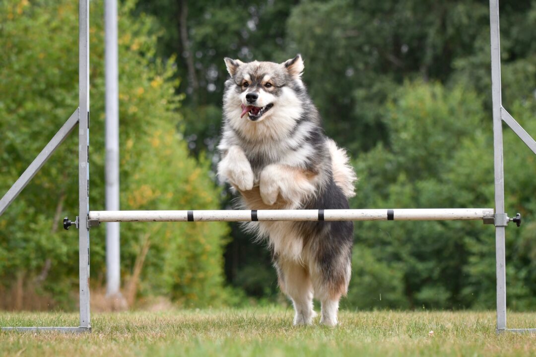 My Dog Jumped After Being Spayed! (Should You Worry?)