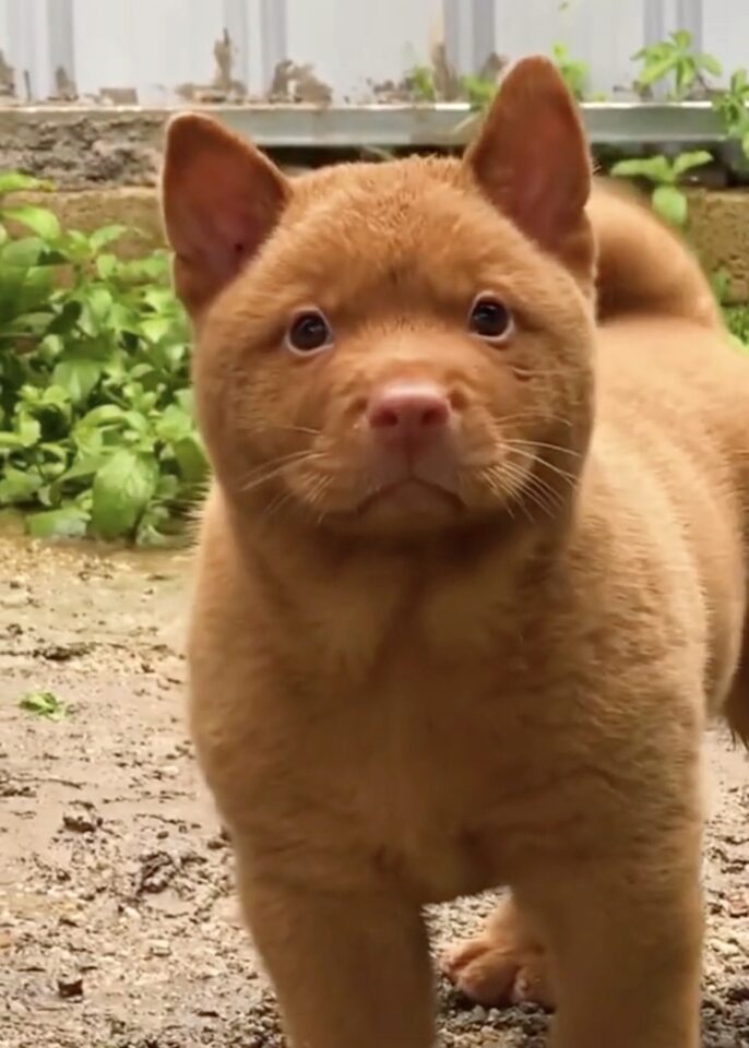 Red Cantonese Bear Dog Does It Really Exist or Just a Hoax?