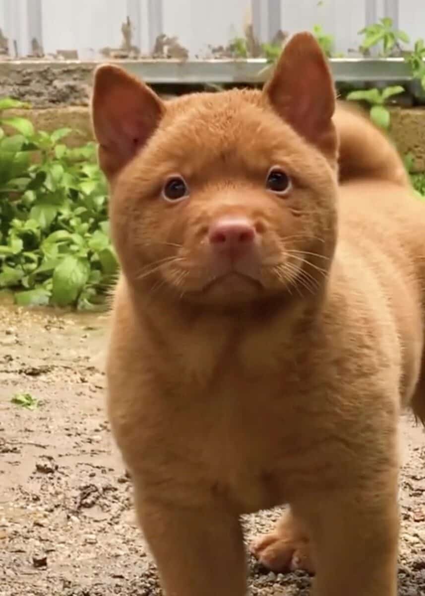 Picture of Red Cantonese Bear Dog